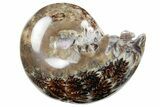 Polished Agatized Ammonite (Phylloceras?) Fossil - Madagascar #213770-1